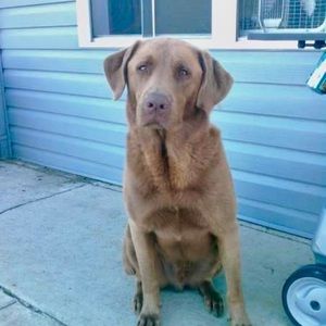 Meet your Posher, Dorothy